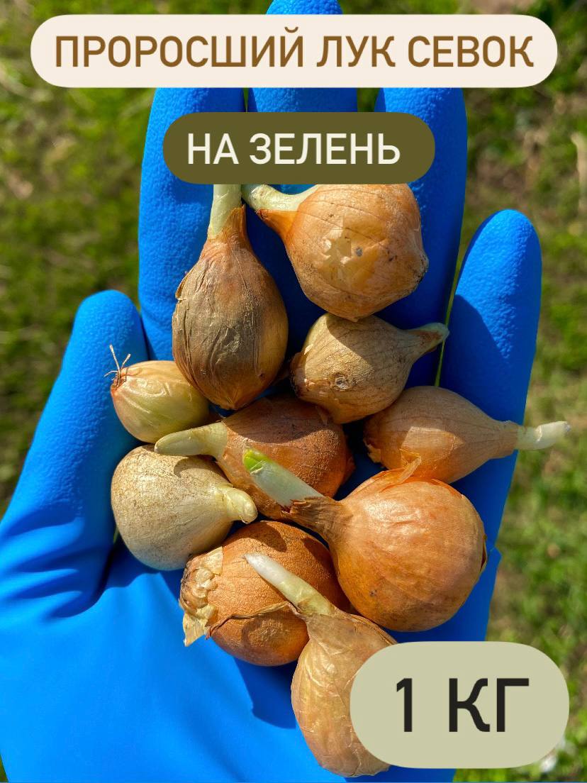 ЛуксевокШтутгартерРизен