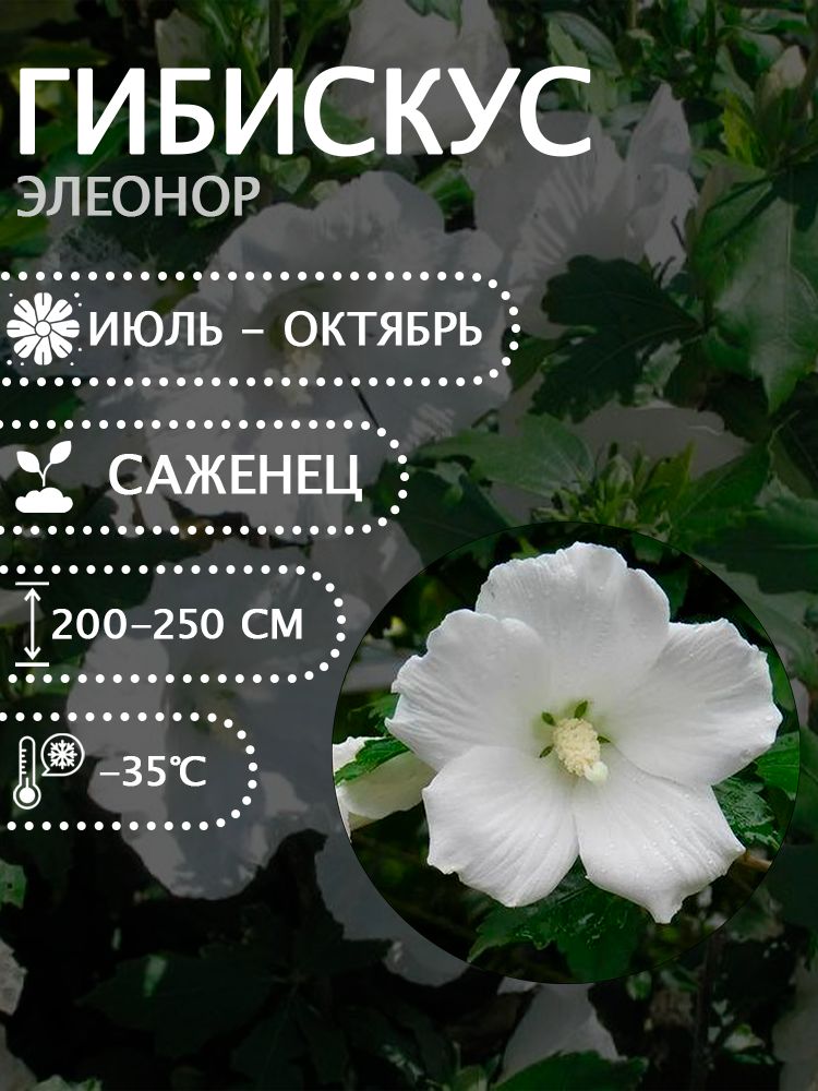 Гибискус сирийский "Элеонор" саженец.