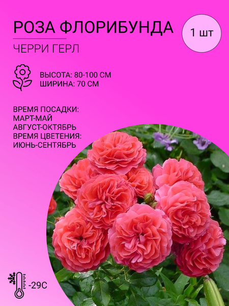 Роза роза флорибунда - купить по выгодным ценам в интернет-магазине ...