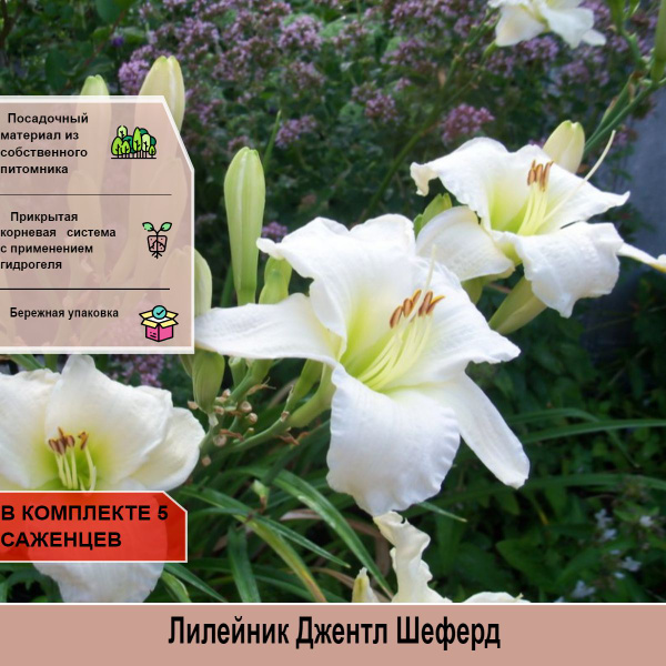 5 штук Лилейник Джентл Шеферд - купить с доставкой по выгодным ценам в ...