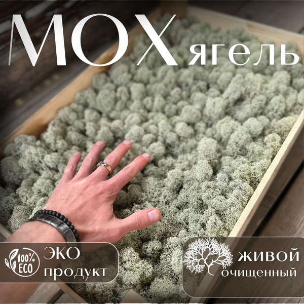 Мох Ягель живой (сухой,чистый) для стабилизации, для улиток Ахатин и ...