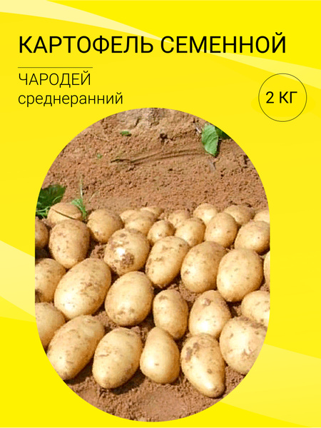 Картофель картофель на посадку 2 кг_Чародей - купить по выгодным ценам ...
