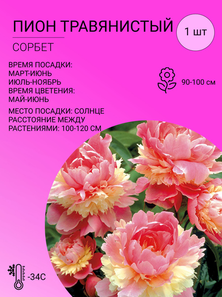 Пионы Пион травянистый - купить по выгодным ценам в интернет-магазине ...
