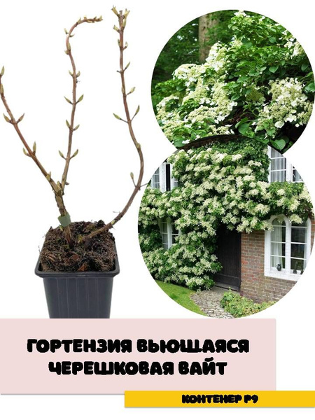 Гортензия черешковая Вайт - купить с доставкой по выгодным ценам в ...