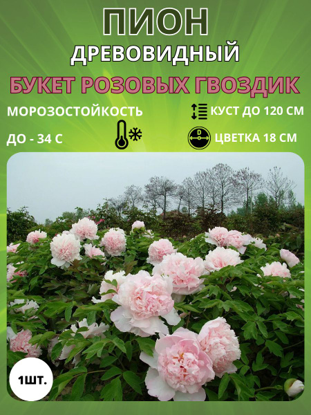 Клубни Пионы Russian Garden купить по выгодной цене в интернет-магазине ...