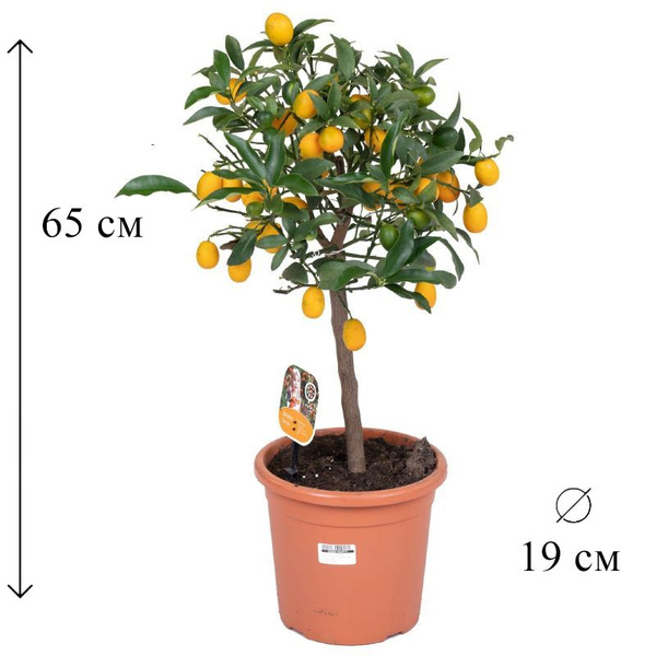 Цитрофортунелла Каламондин штамб 19/65 см, 19 дм, 1 шт - купить по ...