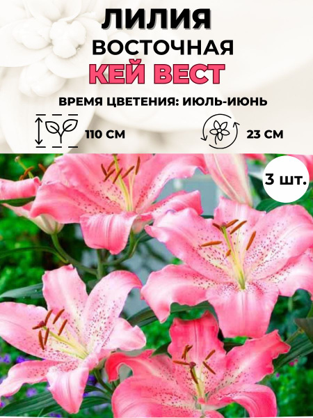 Луковицы Лилии Magic Blooming Garden купить по выгодной цене в интернет-магазине