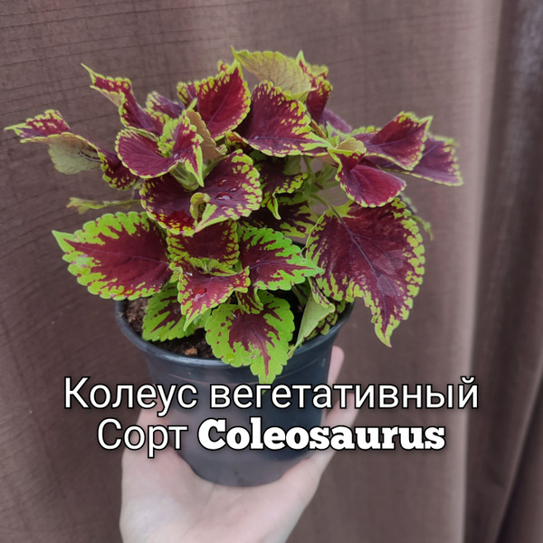 Колеус рассада вегетативный Coleosaurus в горшке - купить с доставкой ...