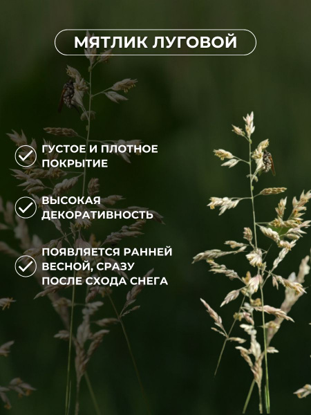 Газонные травы ЗЕЛЕНЫЙ МЕТР Мятлик луговой - купить по выгодным ценам в ...