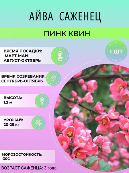 Айва айва - купить по выгодным ценам в интернет-магазине OZON (1529375114)