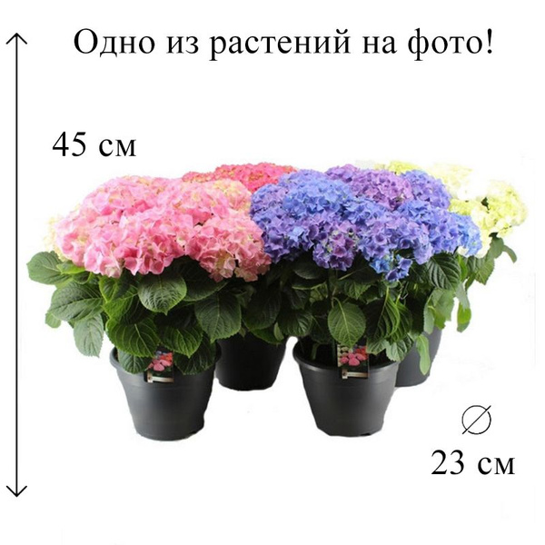 Гортензия Микс D-23 H-45 см, 23 дм, 1 шт - купить по выгодной цене в ...