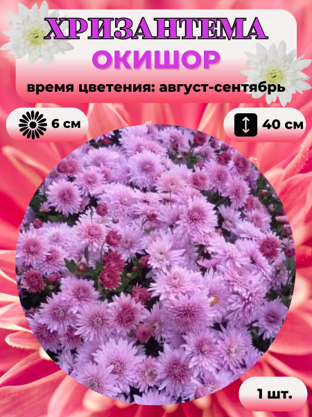 Хризантемы многолетние Magic Garden Хризантема саженец 1 шт._Окишор ...
