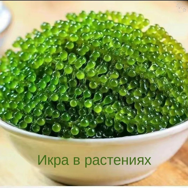 Морской виноград 100 г в мешке купить на OZON по низкой цене (1787480774)