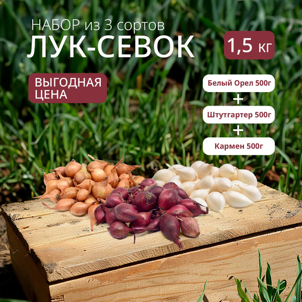 Луковицы Лук севок Лук севок купить по выгодной цене в интернет ...