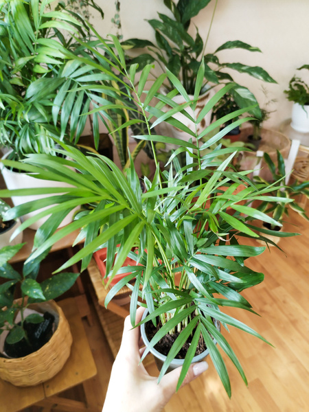 Пальма Пальма Хамедорея Элеганс (Chamaedorea Elegans), 9 дм, 1 шт ...