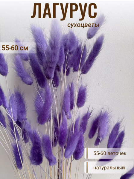 CRISPA FLOWERS Сухоцветы Лагурус, 60 см, 55 шт купить на OZON по низкой ...
