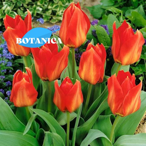 Луковицы Тюльпан BOTANICA-garden купить по выгодной цене в интернет ...
