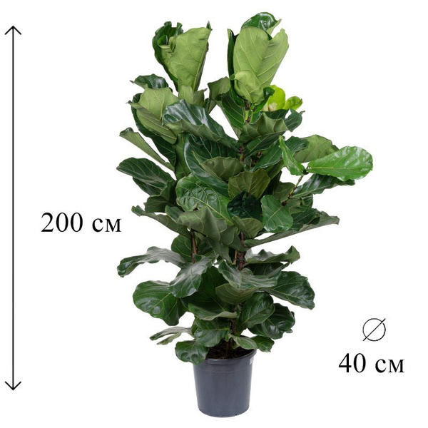 Фикус зеленый, 40 дм, 1 шт - купить по выгодной цене в интернет ...