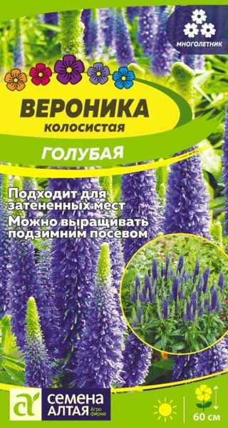 Вероника, Вероники Семена Алтая Вероника колосистая Голубая - купить по ...