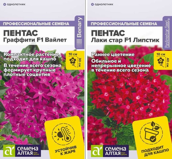 Тунбергия Семена Алтая пентас 1 - купить по выгодным ценам в интернет ...