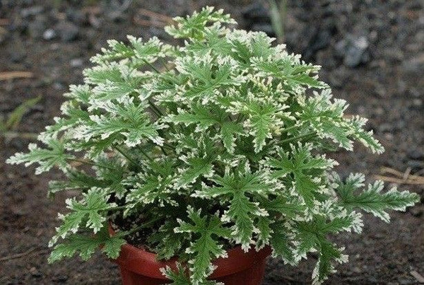 Пеларгония душистая Fragrant Frosty - молодое растение горшок 0,5 л ...
