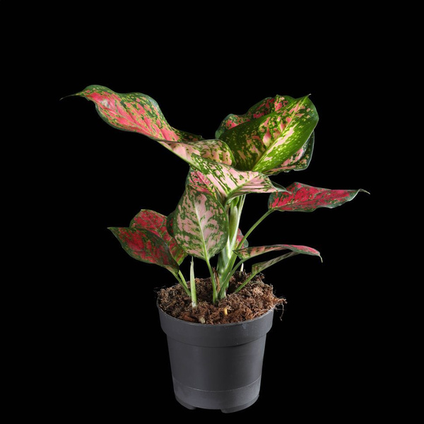 Аглаонема LuxuryPlants зеленый , 15 дм, 1 шт - купить по выгодной цене ...