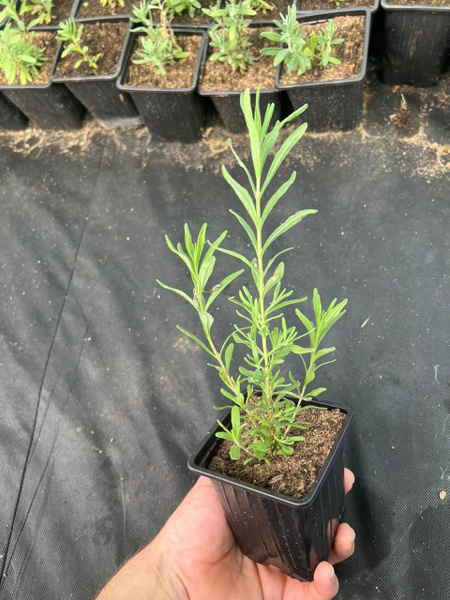 Лаванда Английская узколистная. Саженцы купить на OZON по низкой цене ...