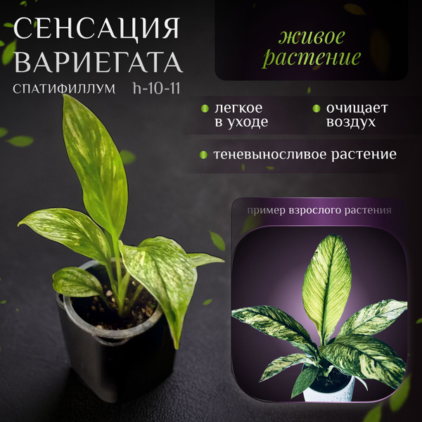Спатифиллум Сенсация Вариегата (Spathiphyllum Sensation Variegata) d5 h ...