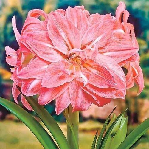Гиппеаструм MIX СЕМЕНА купить на OZON по низкой цене (1733397026)
