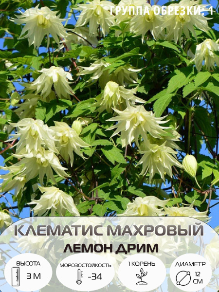 Клематис, Клематисы клематис - купить по выгодным ценам в интернет ...