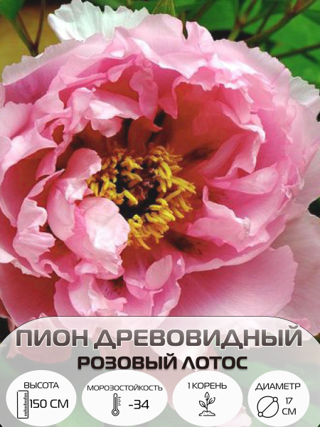 Корень древовидного пиона , саженец многолетних цветов купить на OZON ...