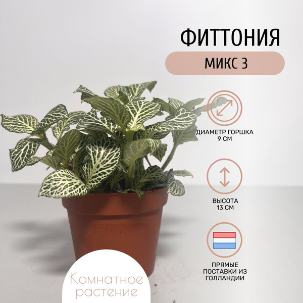 Фиттония Микс 3 купить на OZON по низкой цене (1756670080)