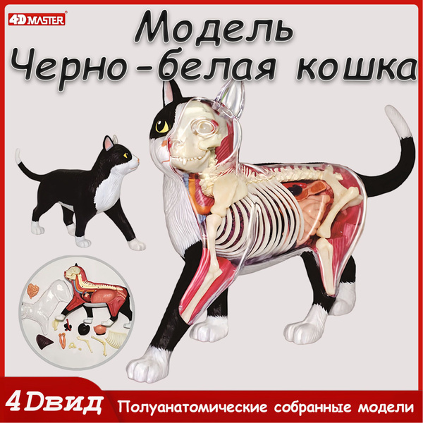 анатомическая модель/Модель черно-белой кошки может быть использована ...