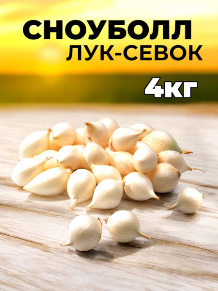Лук севок для посадки на репку и зелень белый СНОУБОЛЛ купить на OZON ...