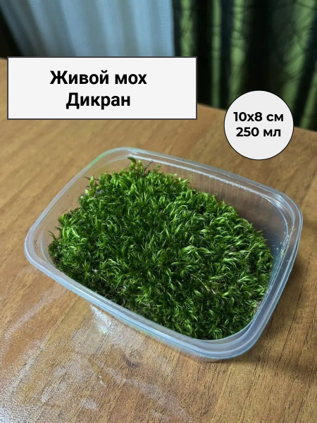 Мох живой для флорариума купить на OZON по низкой цене (1859953111)