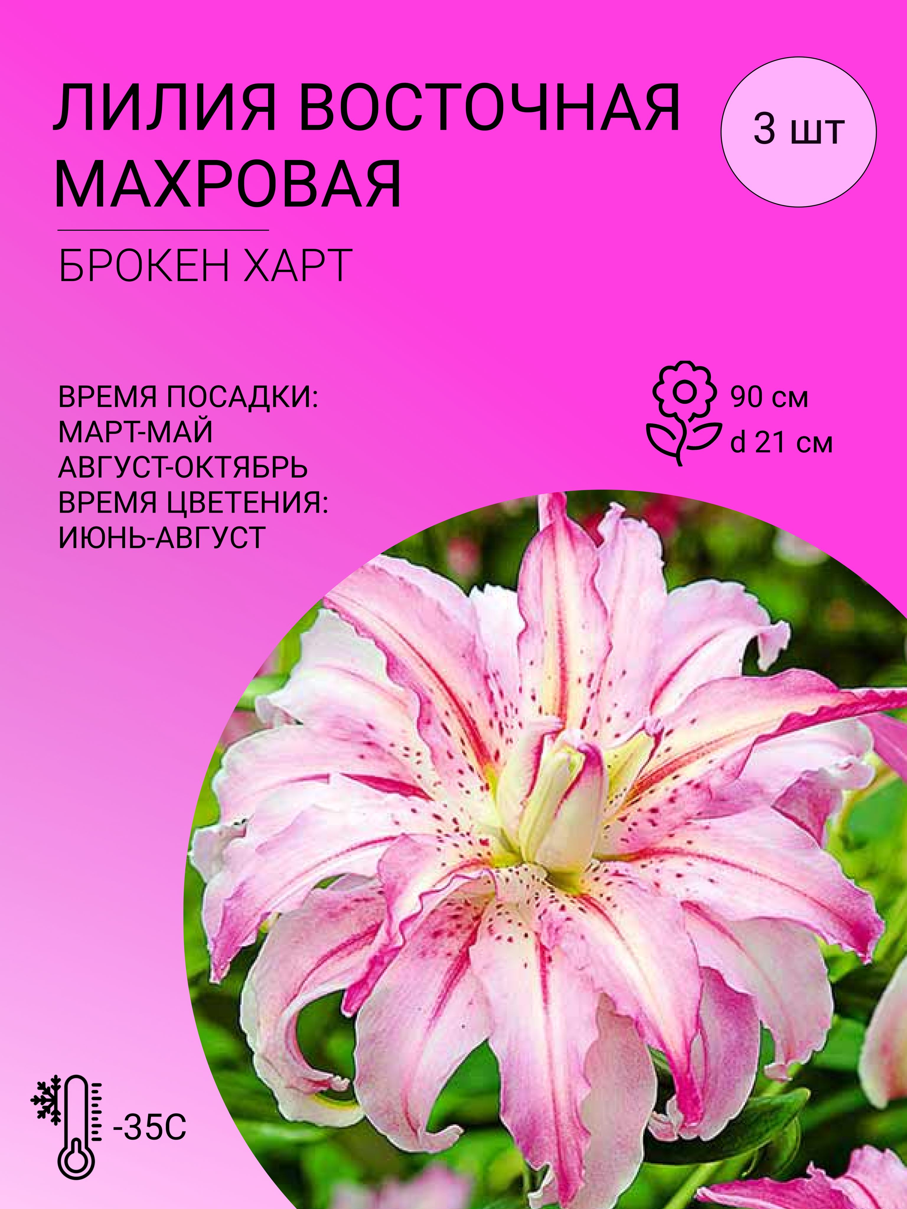 Лилии Лилии Восточные махровые - купить по выгодным ценам в  интернет-магазине OZON (1412780103)