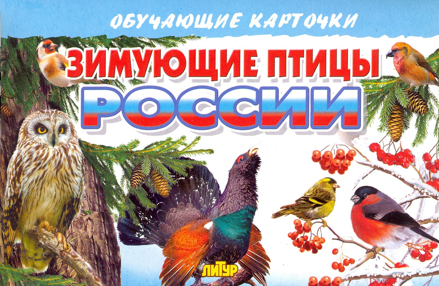 Зимующие птицы картинки для детей с названиями