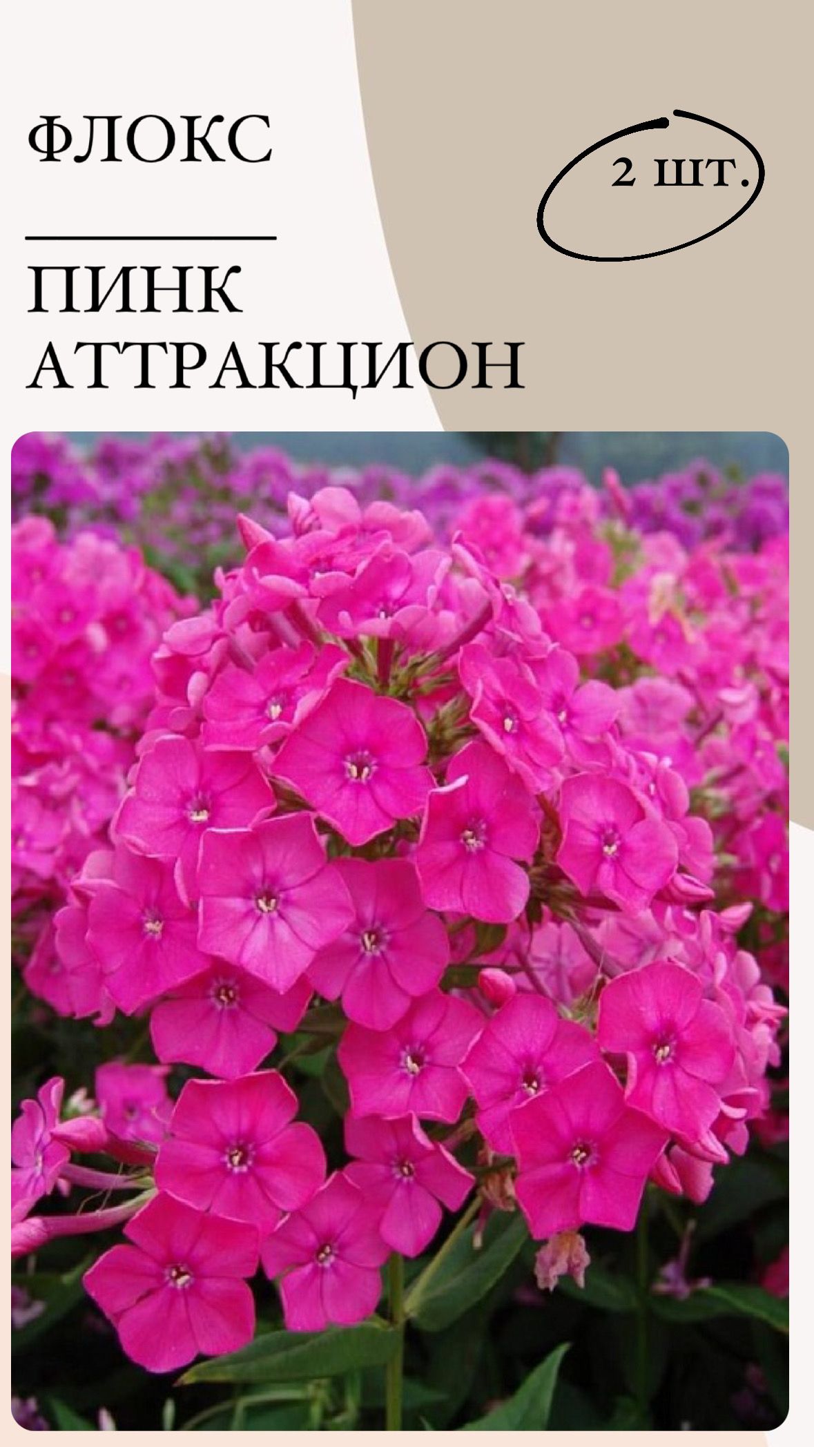 Флоксы характеристика