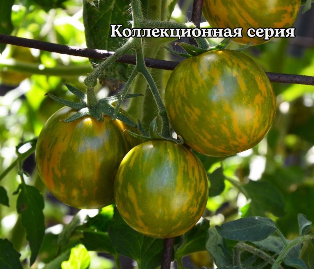Томат зеленая зебра отзывы фото Томаты Коллекционныешв_зеленый - купить по выгодным ценам в интернет-магазине OZ