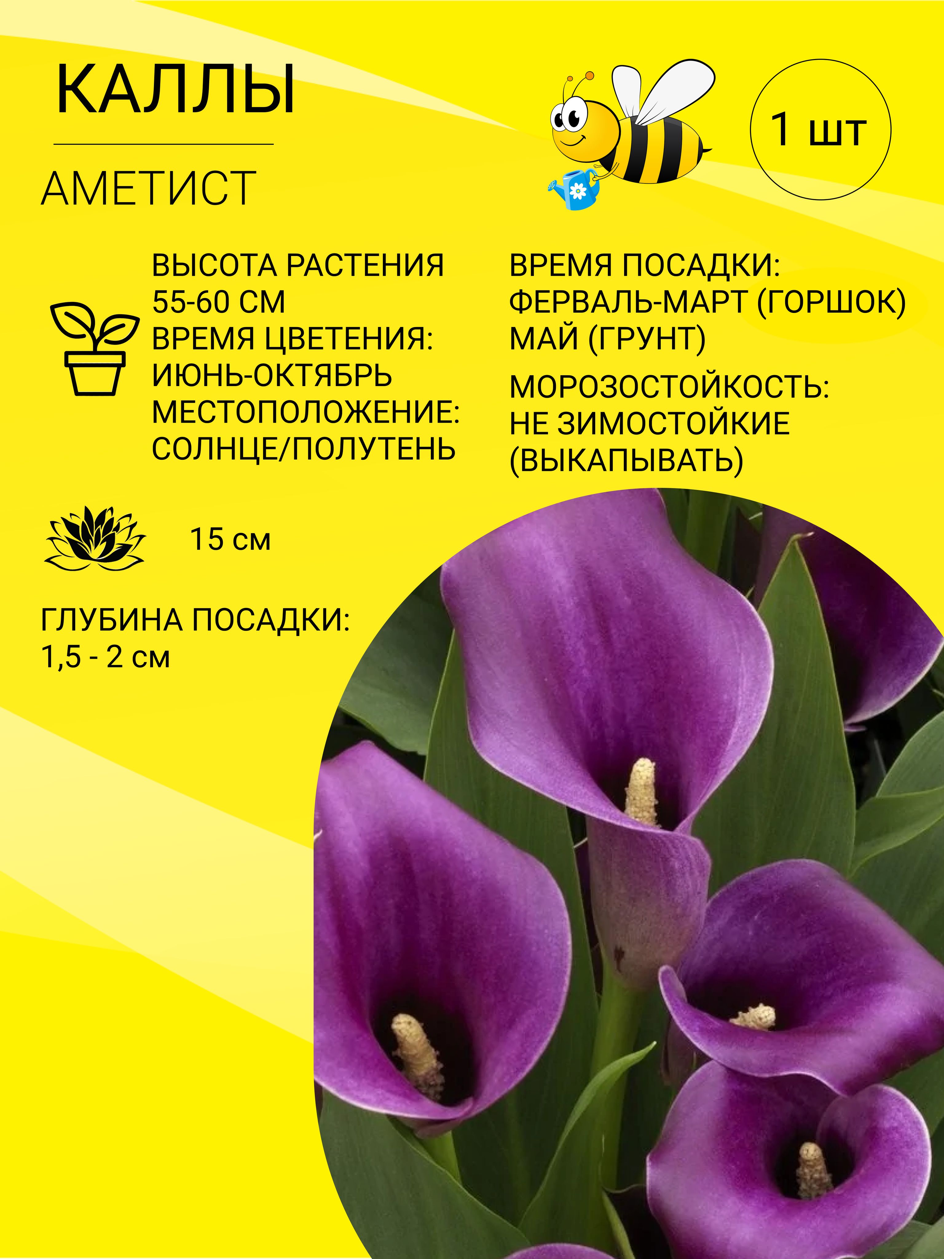 Купить Луковицы Каллы В Интернет Магазине Недорого