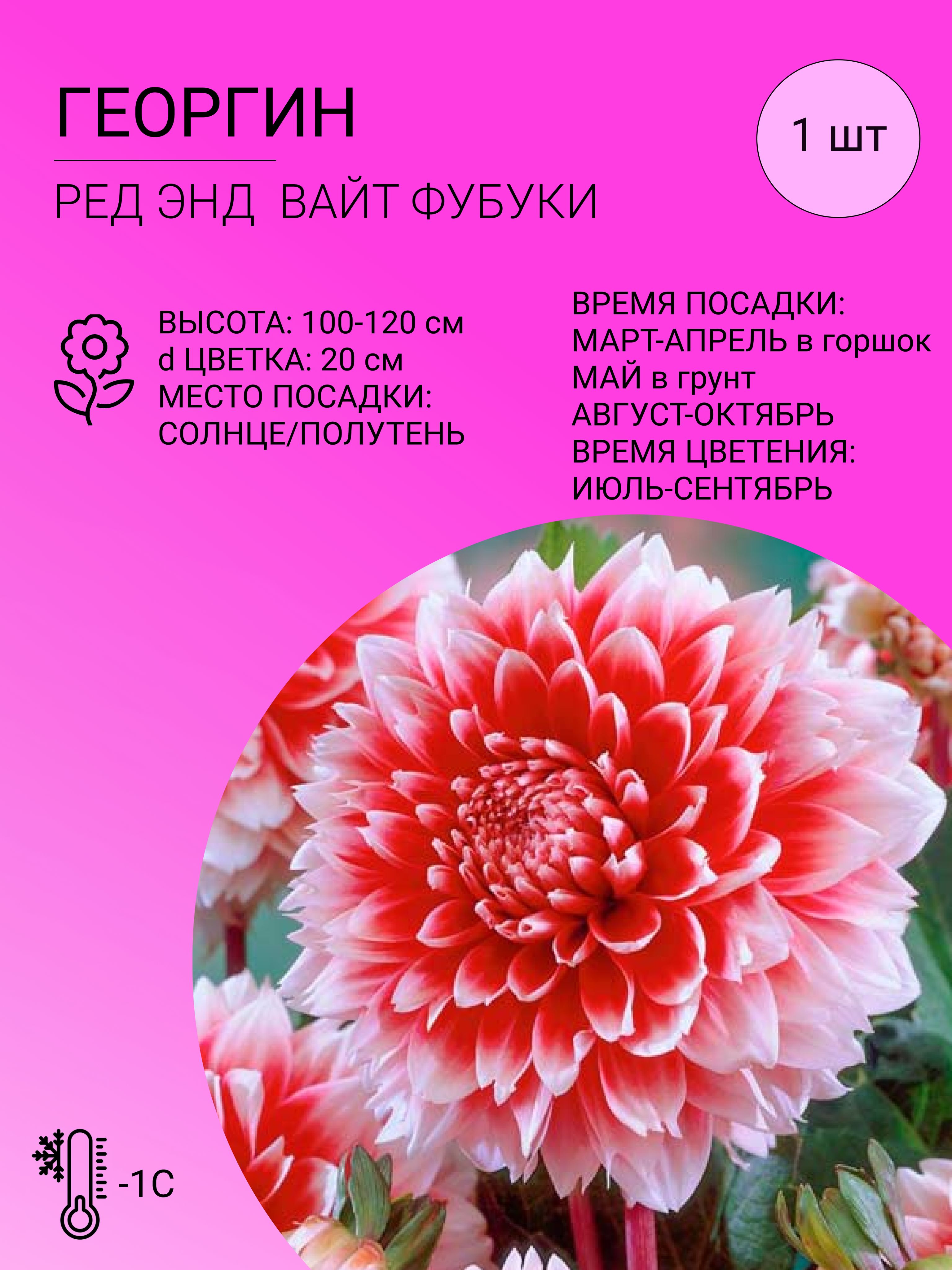 Георгин майами фубуки