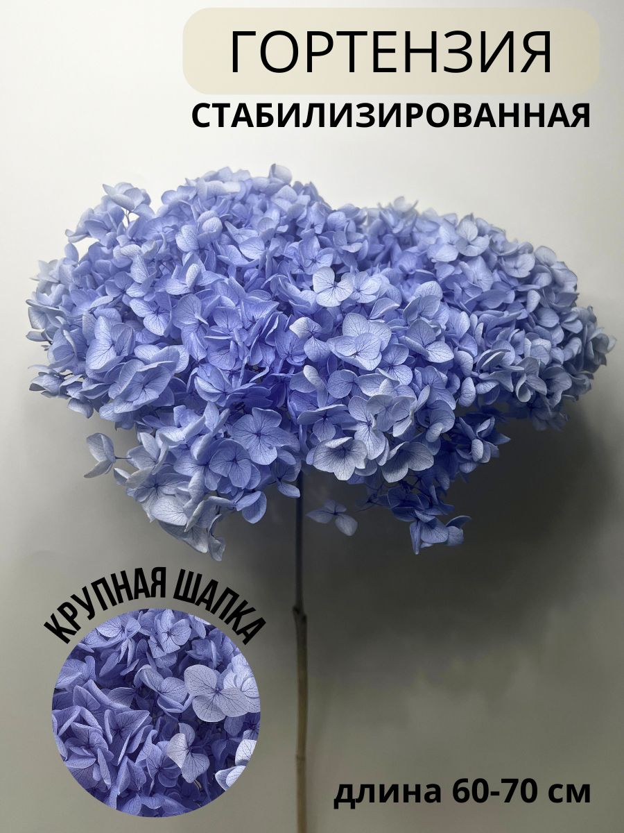 EVA florist Стабилизированные цветы Гортензия, 60 см, 60 гр, 1 шт