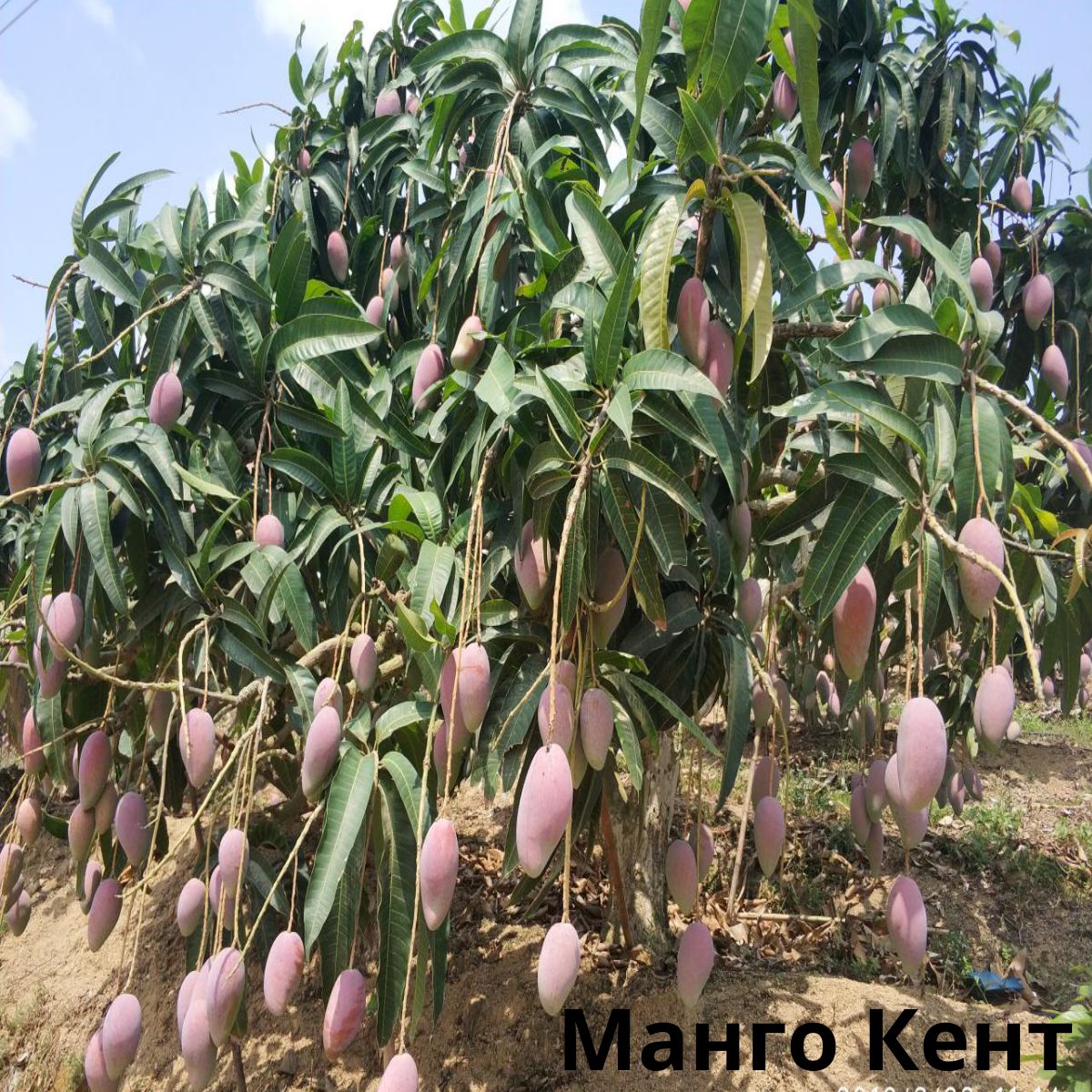 <b>Манго</b> (Mangifera) сорт Кент.<b>Саженцы</b> <b>привитые</b> возраст 3 года ЗКС.Выращивать <b>манго</b>...