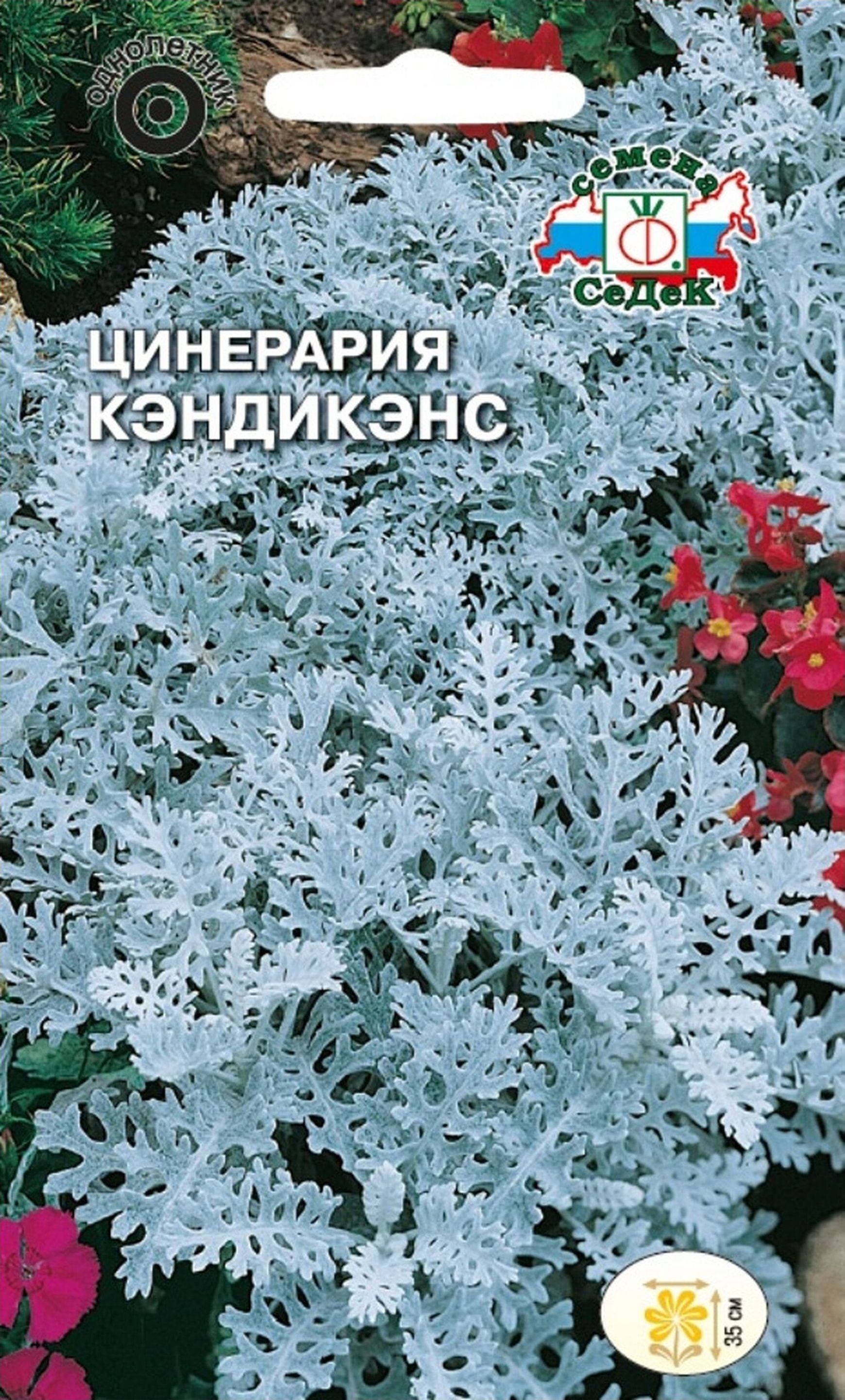 Цинерария Гибридная Купить Семена