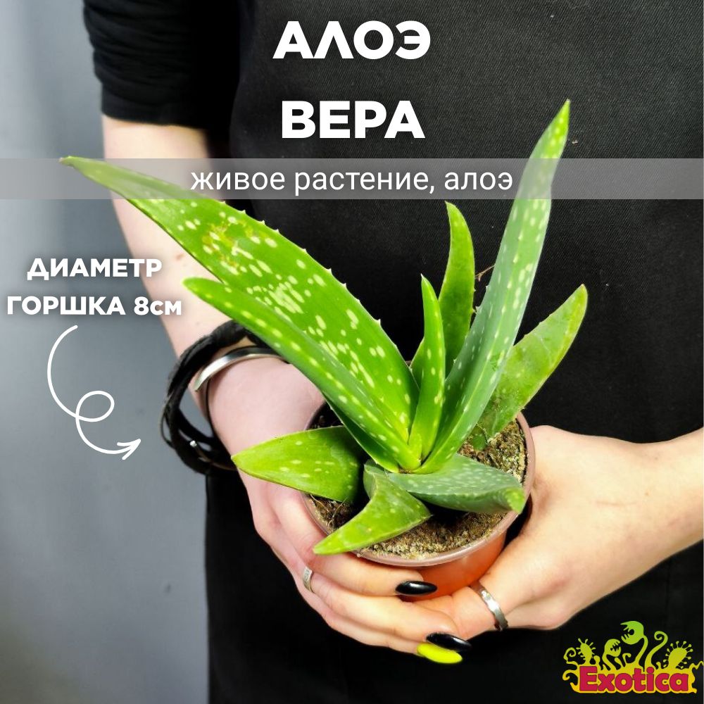 Алоэ Вера (Aloe vera) D8см, растение