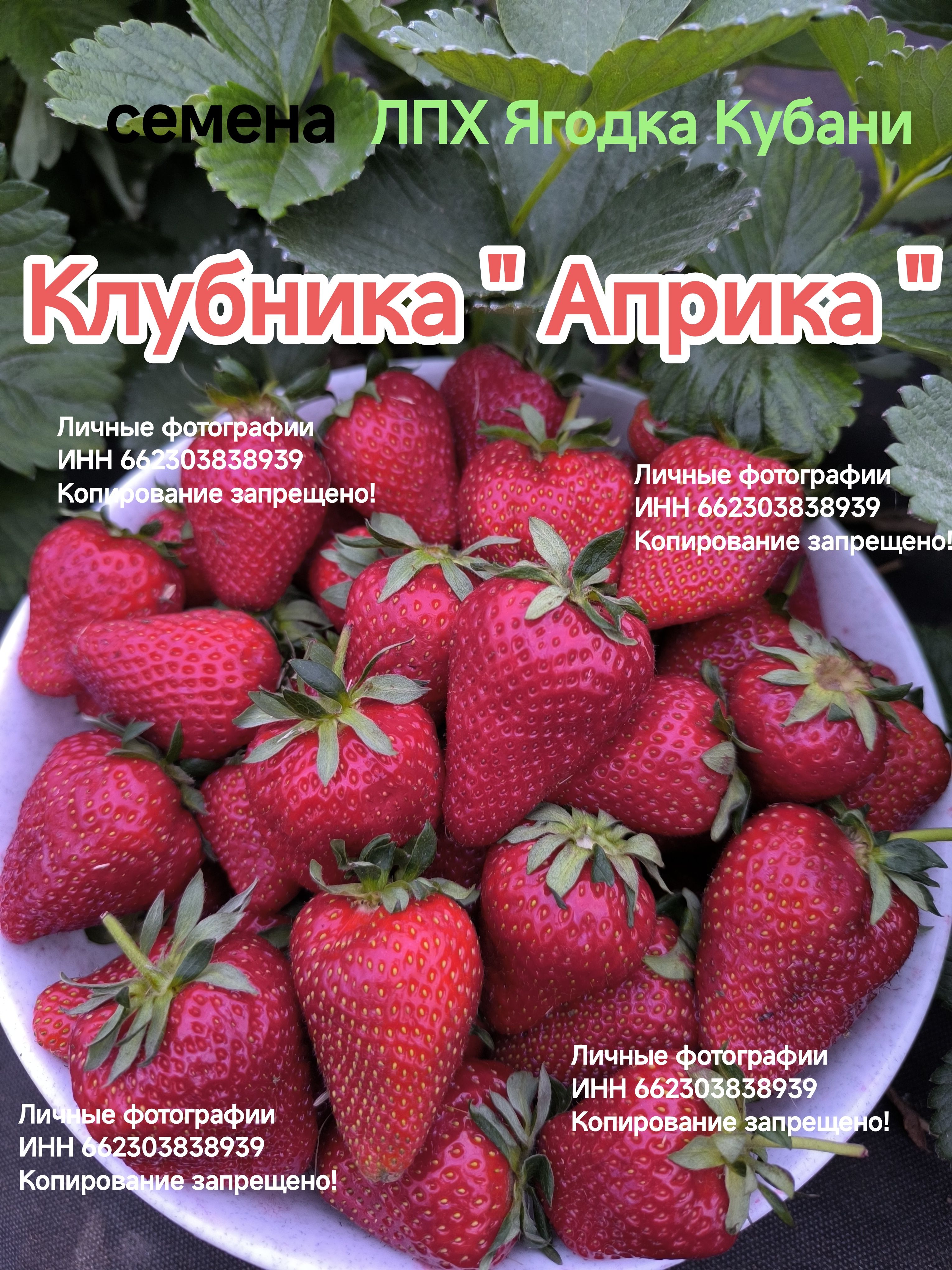 Земляника и клубника ЛПХ Ягодка Кубани Клубника 