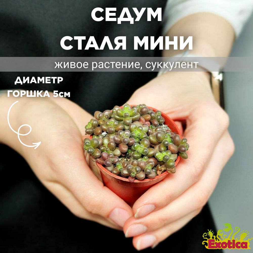 Седум Сталя Мини (Sedum Stahlii) D5см