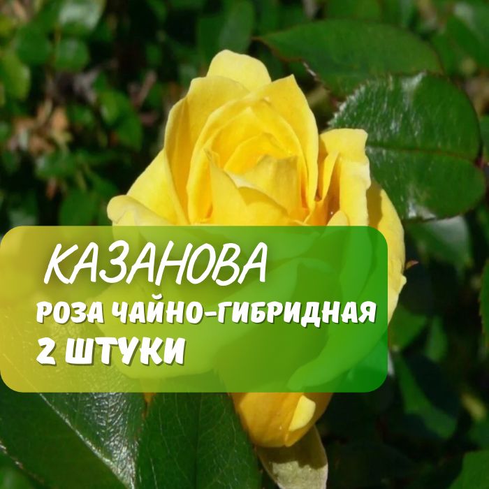 Роза чайно-гибридная Казанова 2 шт / саженец розы