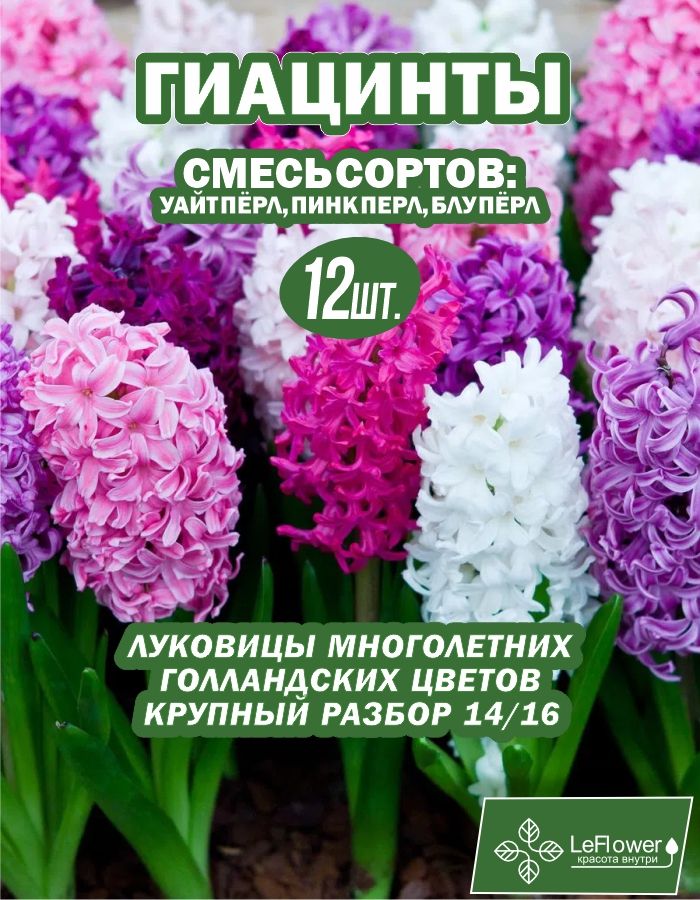 Гиацинт Луковицы цветов, Микс сортов,12шт