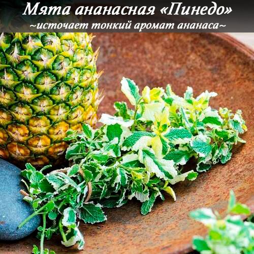 Мята Ананасная...